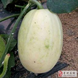 弥河银瓜今日价格走势,今日走势解析