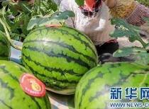 今日俄罗斯吃瓜最新消息,今日俄罗斯吃瓜事件背后真相揭秘！”