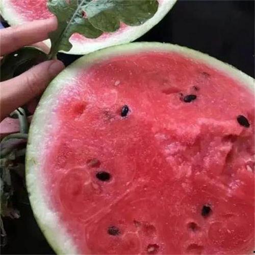 河南麒麟瓜今日行情