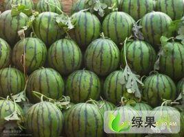 今日地雷瓜产地多少价格,今日行情一览