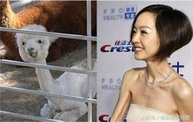 撞脸明星网红搞笑视频,搞笑视频笑翻天！