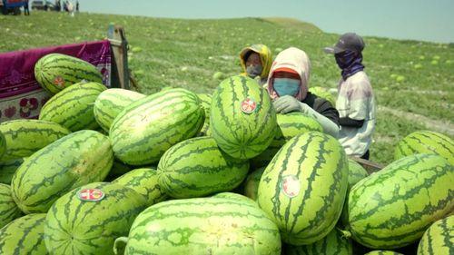 宁夏硒砂瓜今日行情,今日行情火爆，品质优良备受青睐”